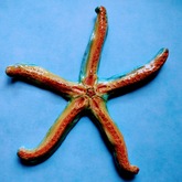 Large Starfish - Pot en Gieter Gift Basket - Xplorioâ„¢ Gansbaai