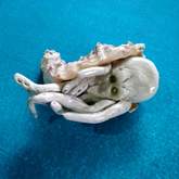 Squishy the Octopus - Pot en Gieter Gift Basket - Xplorioâ„¢ Gansbaai