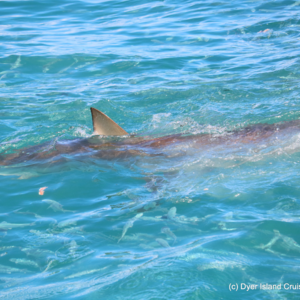 Bronze whaler shark 