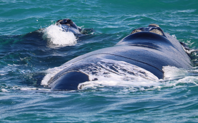 Southern Right whale and calf