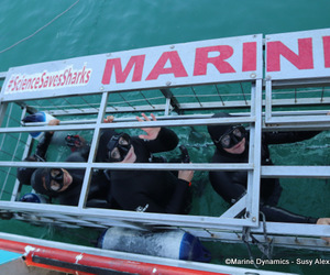 Daily Blog: 30 August 2022 | Shark Cage Diving in South Africa