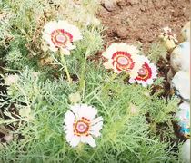 Happy Spring Day from Youth CafÃ© Villiersdorp!