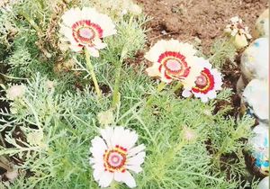 Happy Spring Day from Youth CafÃ© Villiersdorp!