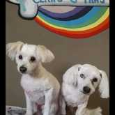 Pet Grooming - Claws & Paws - Xplorioâ„¢ Gansbaai