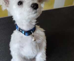 Pet Grooming in Gansbaai