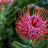 Surrounded By Nature - Fijnbos Manor - Xplorioâ„¢ Betty's Bay