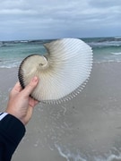 Largest Paper Nautilus Shell onÂ The Perlemoen Trail