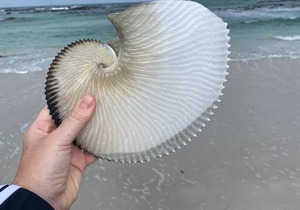 Largest Paper Nautilus Shell onÂ The Perlemoen Trail