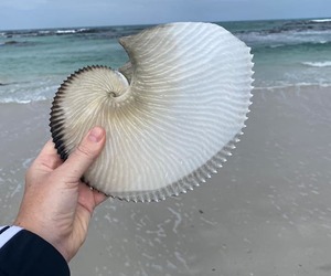 Largest Paper Nautilus Shell onÂ The Perlemoen Trail