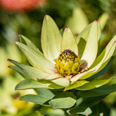 Fynbos Garden - Fijnbos Manor - Xplorioâ„¢ Betty's Bay