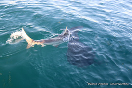 Daily Blog: 04 September 2022 | Shark Cage Diving in South Africa