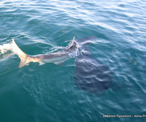 Daily Blog: 04 September 2022 | Shark Cage Diving in South Africa