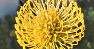 24 + 25 September 2022: Celebration of Fynbos