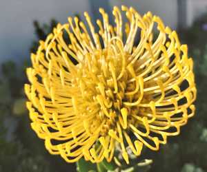 24 + 25 September 2022: Celebration of Fynbos
