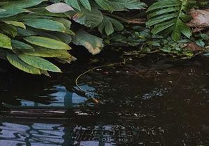 How To Build a Garden Pond