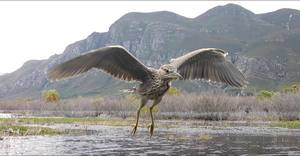 130 Different Documented Bird Species