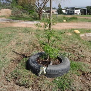 Tree - Theewater Sports Club - Xplorioâ„¢ Villiersdorp