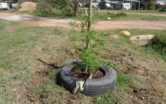 Tree - Theewater Sports Club - Xplorioâ„¢ Villiersdorp