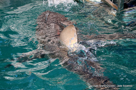 Marine Big 5 Tour: 8 September 2022