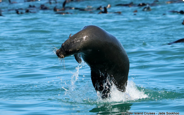 Cape Fur seal 