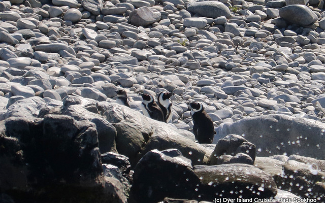 African penguins