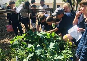 Checking in Before Harvest Time