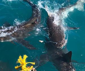 9 September 2022: Shark Cage Diving Trip