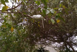 Air Layering Propagation