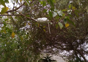 Air Layering Propagation