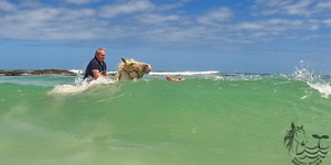 Pearly Beach Horse Trails