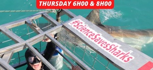 Next Marine Dynamics Shark Cage Diving Trip: 22 September 2022