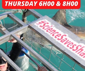 Next Marine Dynamics Shark Cage Diving Trip: 22 September 2022