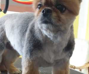 Spring is Finally Here! - It's Grooming Time for Your Dogs