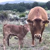 Cattle - Heilfontein Country Escape - Xplorioâ„¢ Caledon
