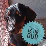 Up for Adoption: Gertjie Male Dog