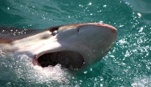 Next Marine Dynamics Shark Cage Diving Trip: 23 September 2022