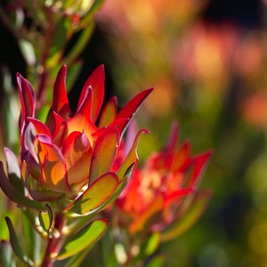 307692798_557149163082953_7336834534462962279_n_1663939884