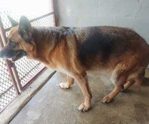 Up for Adoption: Female Dog