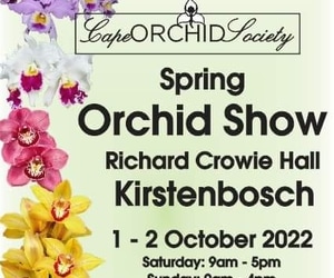 1 - 2 October 2022: Cape Orchid Society Show at Kirstenbosch Gardens