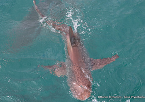 Daily Blog: 26 September 2022 | Shark Cage Diving in South Africa