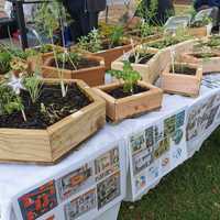 Plants - Kleinmond Beach Market - Xplorioâ„¢ Kleinmond