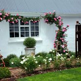 Roses - Greyton Rose Fair - Xplorioâ„¢ Greyton / Genadendal