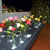 Roses - Greyton Rose Fair - Xplorioâ„¢ Greyton / Genadendal