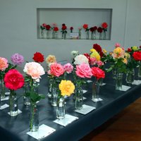 Roses - Greyton Rose Fair - Xplorioâ„¢ Greyton / Genadendal