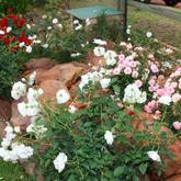 Roses - Greyton Rose Fair - Xplorioâ„¢ Greyton / Genadendal