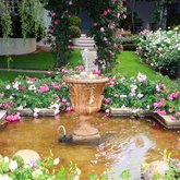 Roses - Greyton Rose Fair - Xplorioâ„¢ Greyton / Genadendal