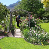 Roses - Greyton Rose Fair - Xplorioâ„¢ Greyton / Genadendal