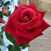 Roses - Greyton Rose Fair - Xplorioâ„¢ Greyton / Genadendal