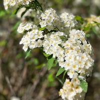 Flowers - Greyton Rose Fair - Xplorioâ„¢ Greyton / Genadendal