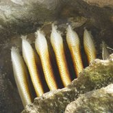 A gift from the bees at Klipgat cave